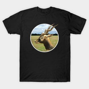 Blackbuck T-Shirt